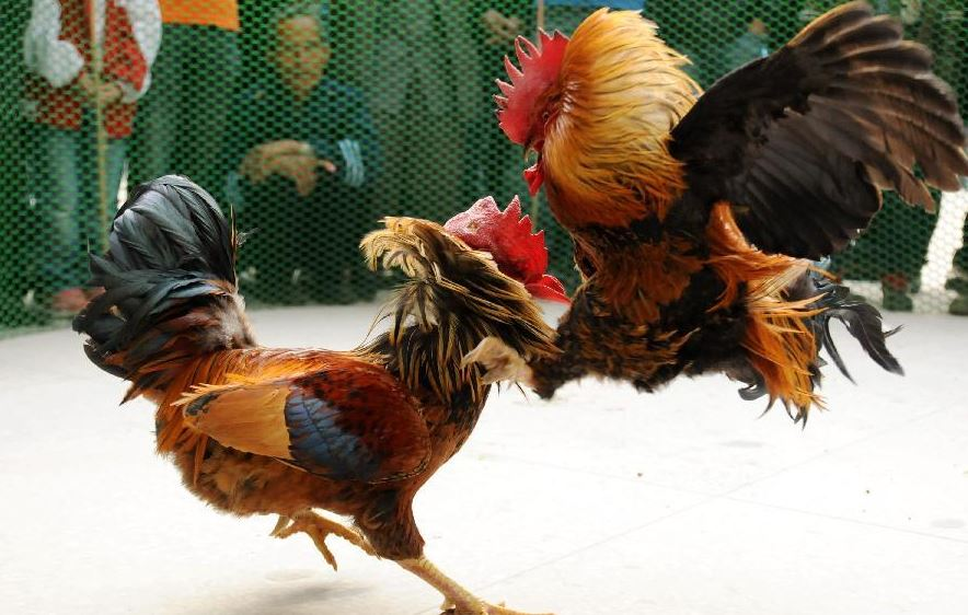 What You Might Not Know About Cockfighting Betting